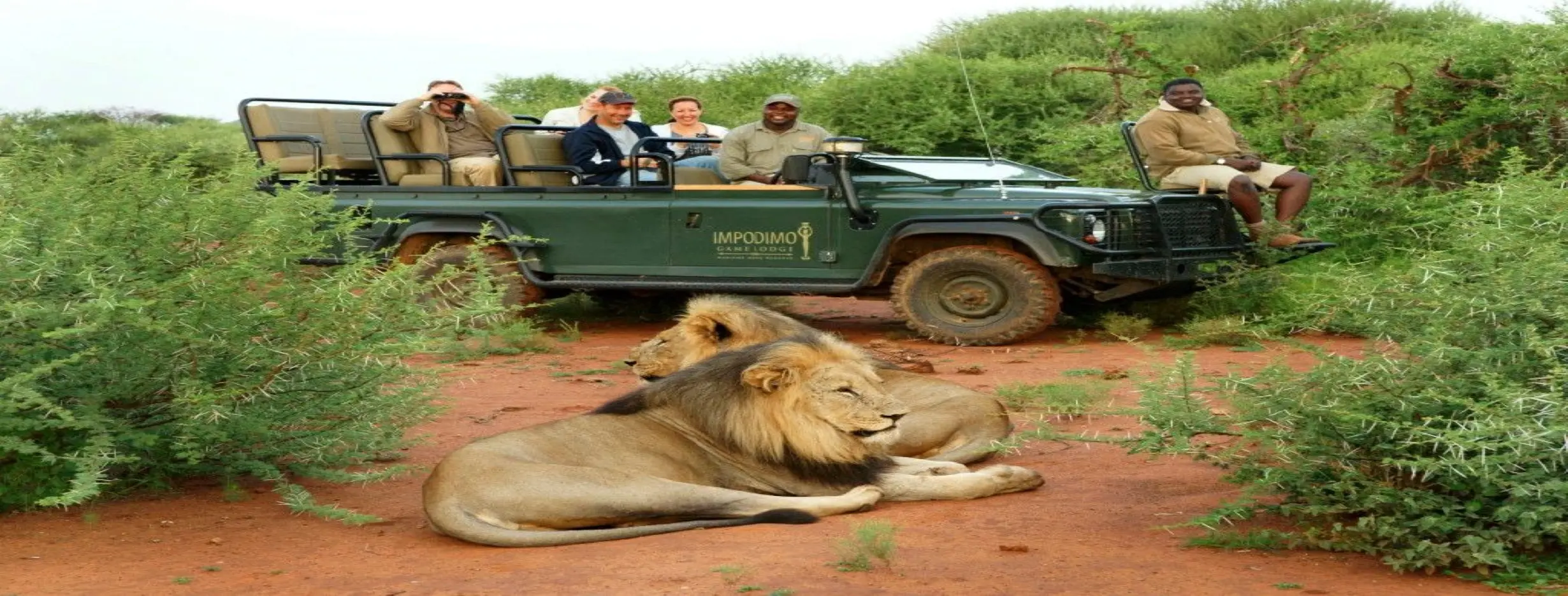 Image for Sapo Safari